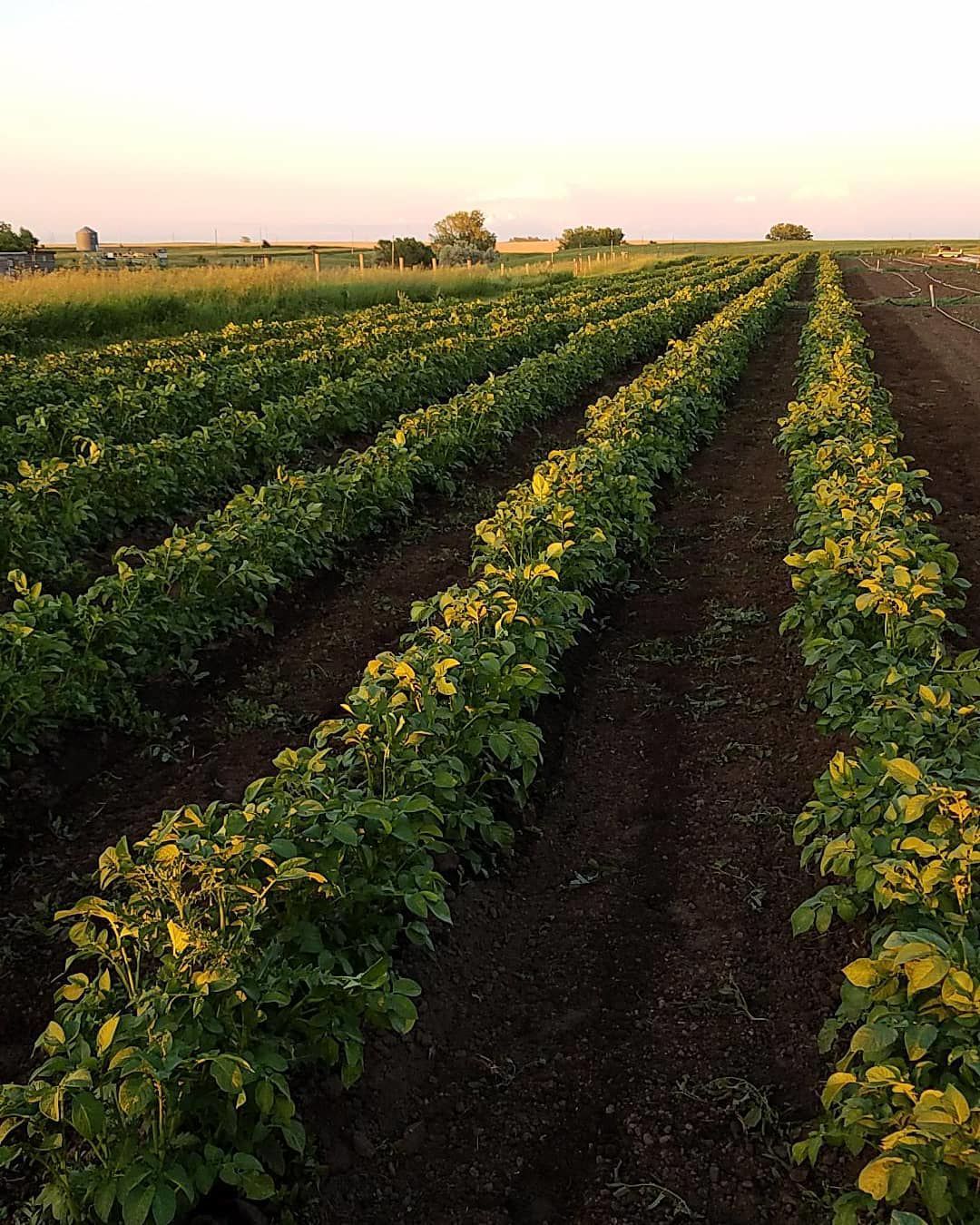 Potato plants